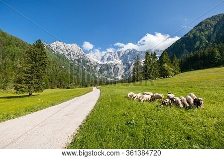 Summer In Jezersko, Slovenia Mountain Valley Pasture With Kamnik-savinja Alps