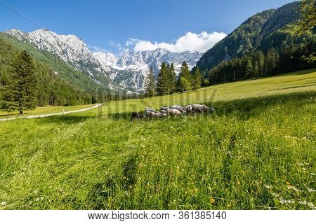 Summer In Jezersko, Slovenia Mountain Valley Pasture With Kamnik-savinja Alps