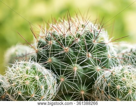 Succulent Plant Close-up Cactus Species Mammillaria Gracilis