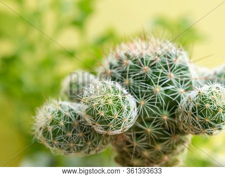 Succulent Plant Close-up Cactus Species Mammillaria Gracilis