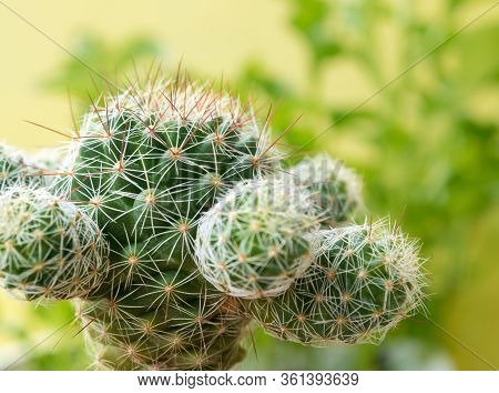 Succulent Plant Close-up Cactus Species Mammillaria Gracilis