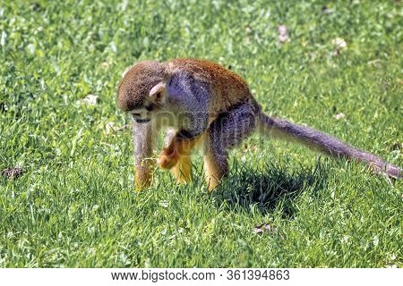 Central American Squirrel Monkey, Red-backed Squirrel Monkey. Exotic Monkeys In The Monkey Forest In