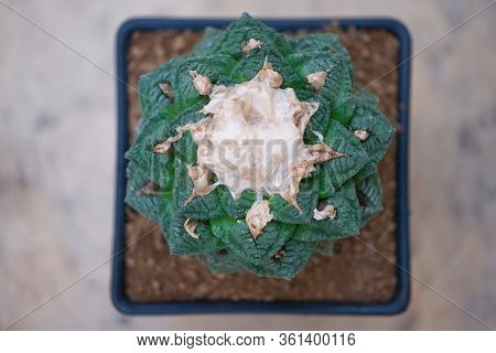 Ariocarpus Fissuratus In Flower Pot Show Nature Background