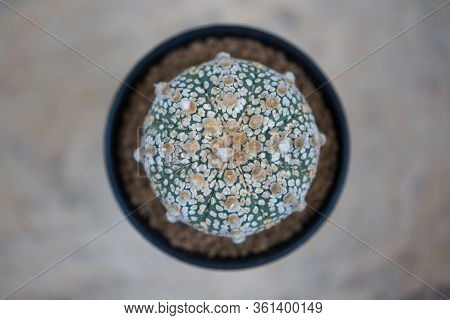 Astrophytum Asterias 