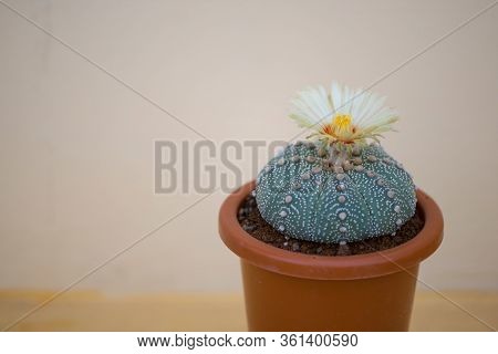 Astrophytum Asterias 