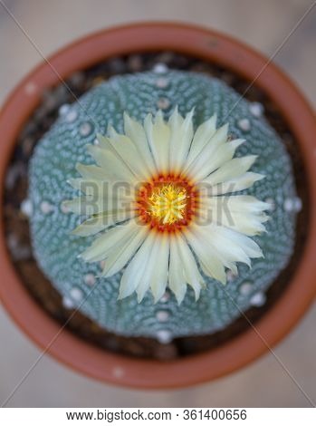 Astrophytum Asterias 