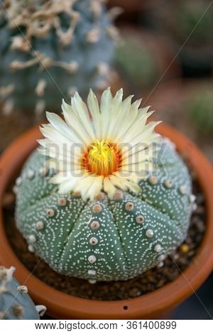 Astrophytum Asterias 
