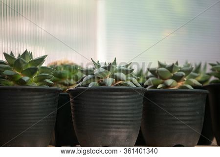 Ariocarpus Retusus In Flower Pot Show Desert Plant Background
