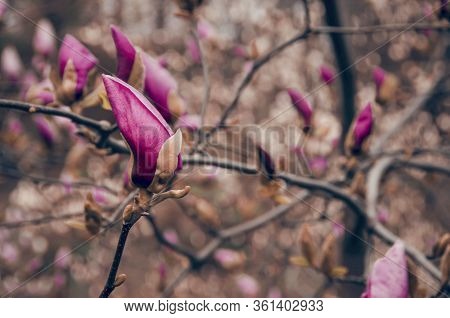Beautiful Closed Pink Magnolia Flowers On Tree Branches