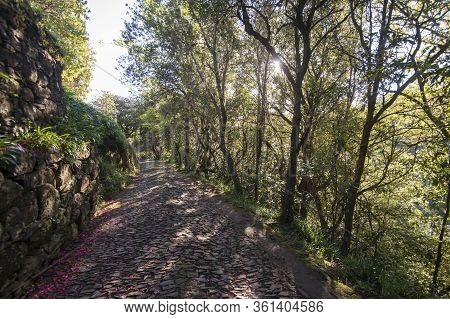 A Path In The Forest Of Queimadas In Central Madeira On The Island Madeira Of Portugal.   Portugal, 