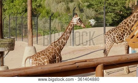Beautiful Giraffe In The Zoo On A Sunny Day.