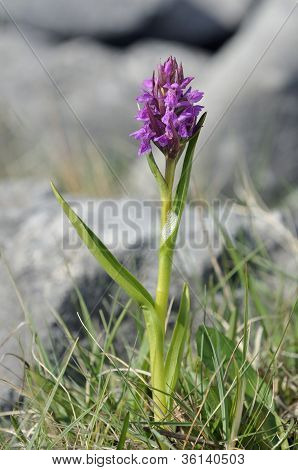 Narrow-leaved Knabenkraut