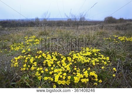View Of Blooming Yellow Wildflowers On A Hill In Early Spring. Close Up
