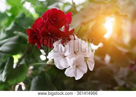Pelargonium Flowers Closeup. Horseshue Pelargonium Or Pelargonium Zonale. Selective Focus