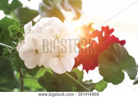 Pelargonium Flowers Closeup. Horseshue Pelargonium Or Pelargonium Zonale. Selective Focus.