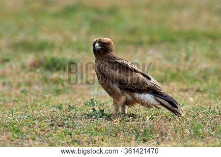 The Booted Eagle on field (Aquila pennata)
