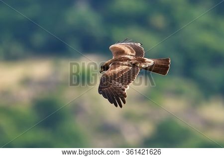 The Booted Eagle in flight (Aquila pennata)