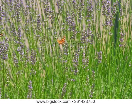 Close Up Of Medicinal Lavender Plant Stems In The Field Near Oklaj In Croatia For Growing A Medicina