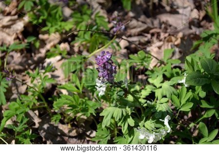 First spring flowers purple bird (fumewort, corydalis solida) among the trees in the forest. Honey and medicinal plants in sunny day. Eastern Europe spring forest. Poltava Region
