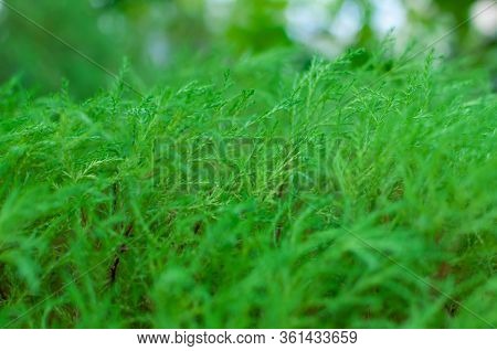 Spreading Branches Of Microbiota, Microbiota Decussate. Botanical Macrophotography For Illustration 