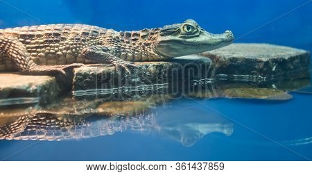 Spectacled Caiman Caiman Crocodilus . The Caiman Is Perched On A Rock. Side View. Close-up Portrait.