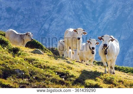 White Piedmontese Breed Cows In The Meadows Of A Mountain Pasture On The Maritime Alps (piedmont, It