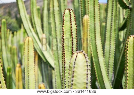 Close up of succulent green cactus at botanical garden
