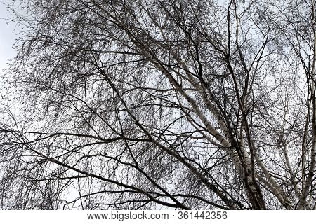 Birch In The Early Spring. Grey Sky. Grey Storm Clouds