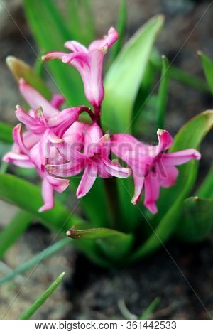 Pink And Purple Hyacinth In The Early Sping. Spring Flowers. Hyacinth Flower