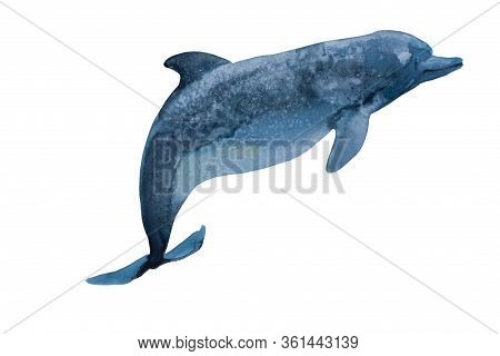 Watercolor Deep Blue Dolphin With Spots Salty Texture. Original Hand Paint Illustration Of Swiming I