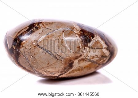 Macro Mineral Stone Simbirzit And Septaria On White Background