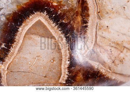 Macro Mineral Stone Simbirzit And Septaria On White Background