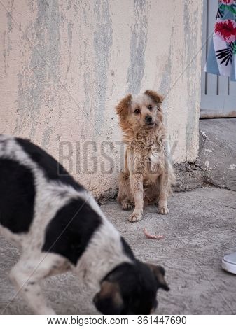 Street Dog With Crooked Mouth Waits For Food From A Kind Girl In Mexico