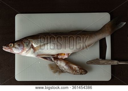 Predatory Freshwater Perch On A Cutting Board, Fish Sticking Out Of Its Belly