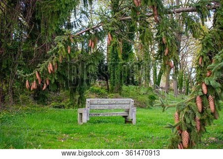 A Stone And Wood Park Bench Under A Freshy Fallen Pine Tree