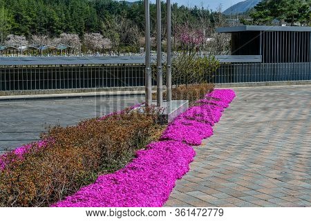 Row Of Purple Flowers Beside Hedge Bushes In Plaza Of Public Park.