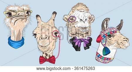 Set Of Hipster Animals. Ostrich Bird In Yellow Eyeglasses And Scarf, Giraffe And Camel In Eyeglasses