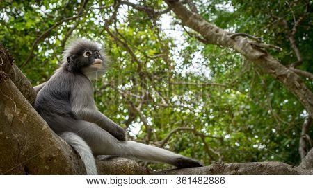 Dusky Monkey Sitting In The Trees With Tail Hanging In Lommuak, Thailand