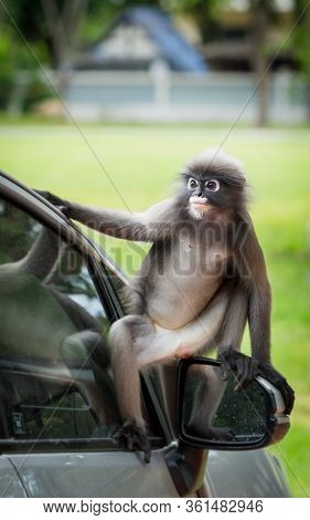 Dusky Monkey Sitting On Mirror Of Car With Reflection In Window In Lommuak Thailand