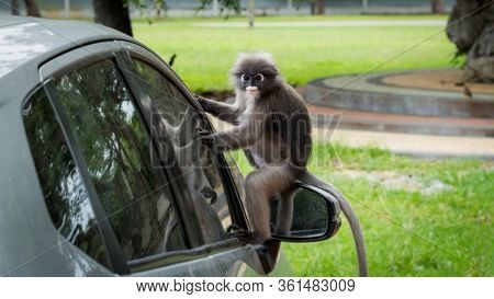 Dusky Monkey Sitting On Mirror Of Car With Reflection In Window In Lommuak Thailand