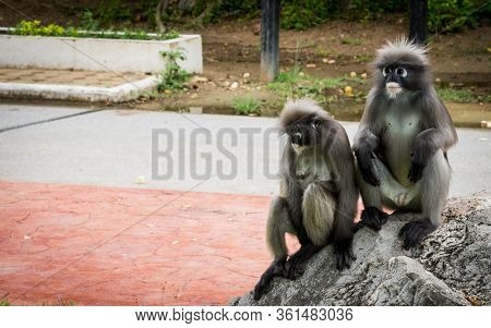 Two Dusky Monkeys Sitting On A Rock With One Looking Down And The Other Looking To The Right