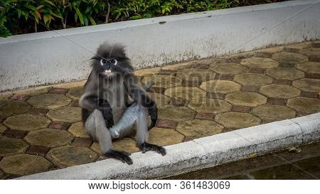 Dusky Monkey Sitting On Sidewalk In Front Of A Wall In Lommuak, Thailand