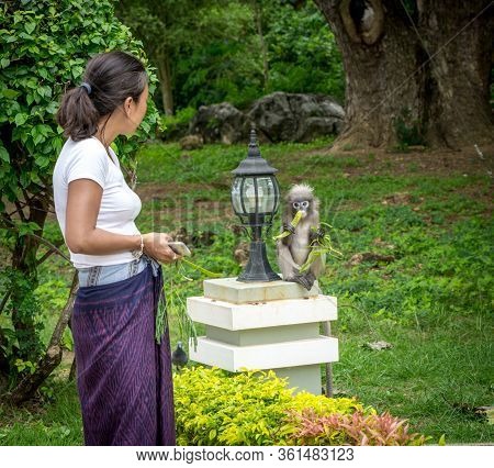 Woman In Sarong Looking At Dusky Monkey Eating In Lommuak Thailand