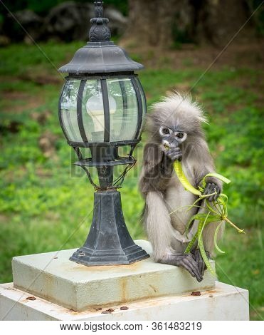 Dusky Monkey Sitting Next To Lamp  Eating A Bean In Lommuak, Thailand