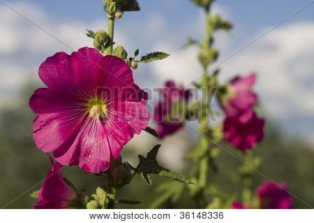 flower