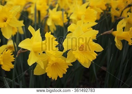 Group Of Closeup Flower Primula In Winter Season. Spring Flower Ornamental Yellow Primula With Green