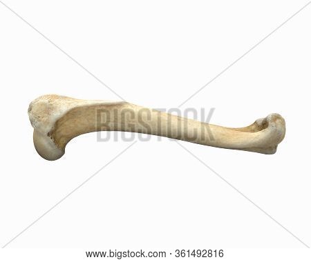 3d Render Of Animal Leg Bone Isolated On White