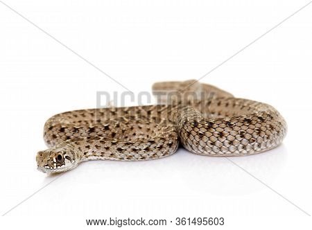 Montpellier Snake In Front Of White Background