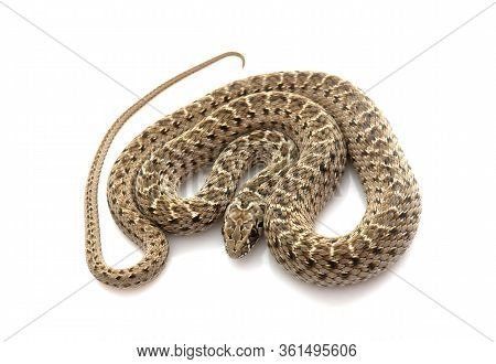 Montpellier Snake In Front Of White Background