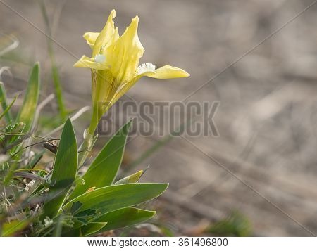 A Yellow Dwarf Iris (iris Pumila) On A Cloudy Day In Spring (bisamberg, Austria)